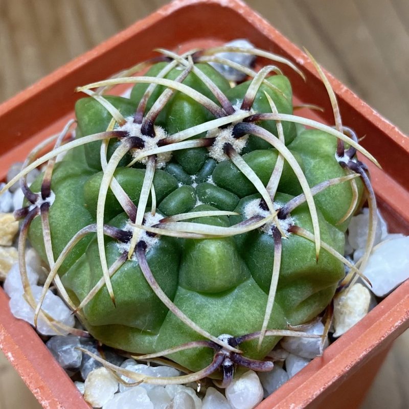 SH26893 Gymnocalycium monvillei ssp. gertrudae VG 1156