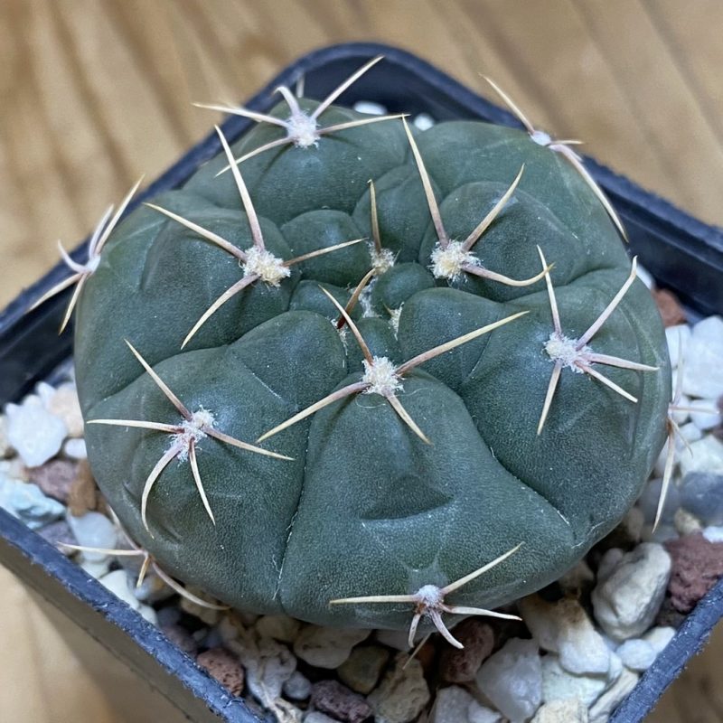 SH26895 Gymnocalycium capillaense v. mucidum