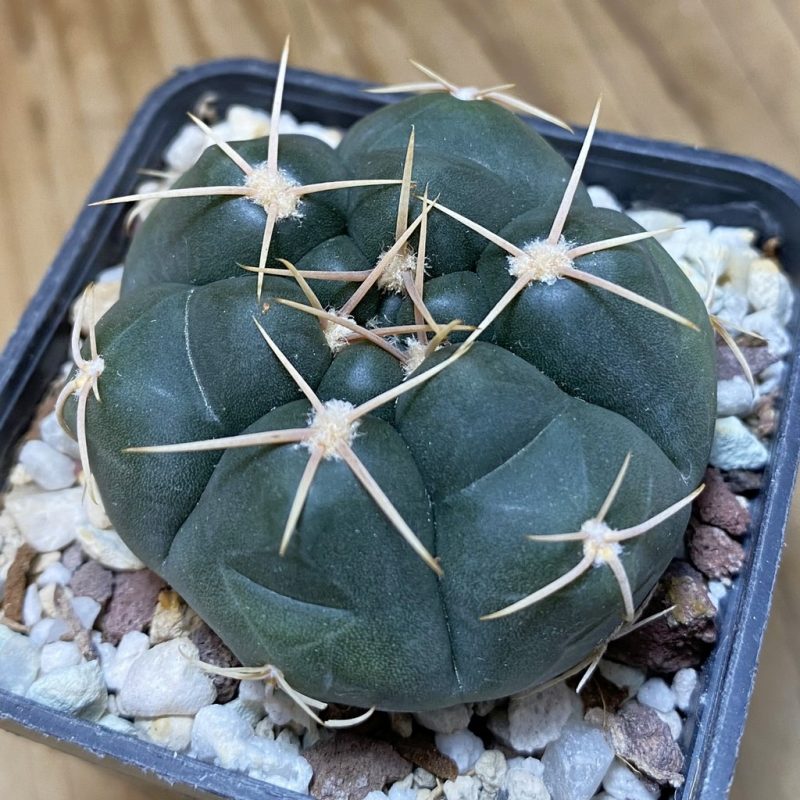 SH26896 Gymnocalycium capillaense v. mucidum
