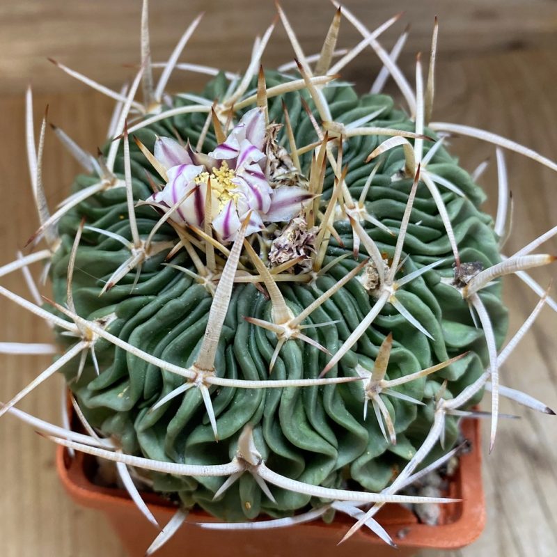 SH26881 Echinofossulocactus phyllacanthus, 8 years old