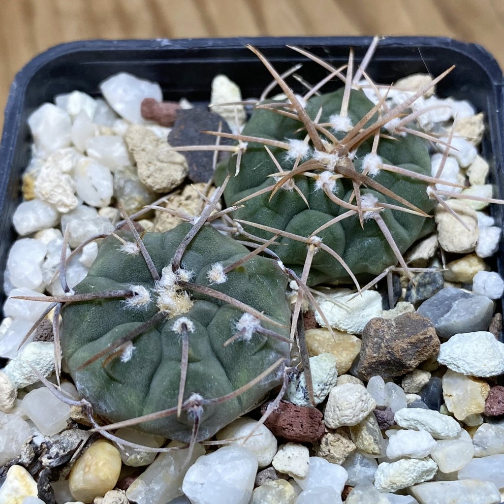 SH26898 Gymnocalycium vatteri v. altautinense, 2 plants