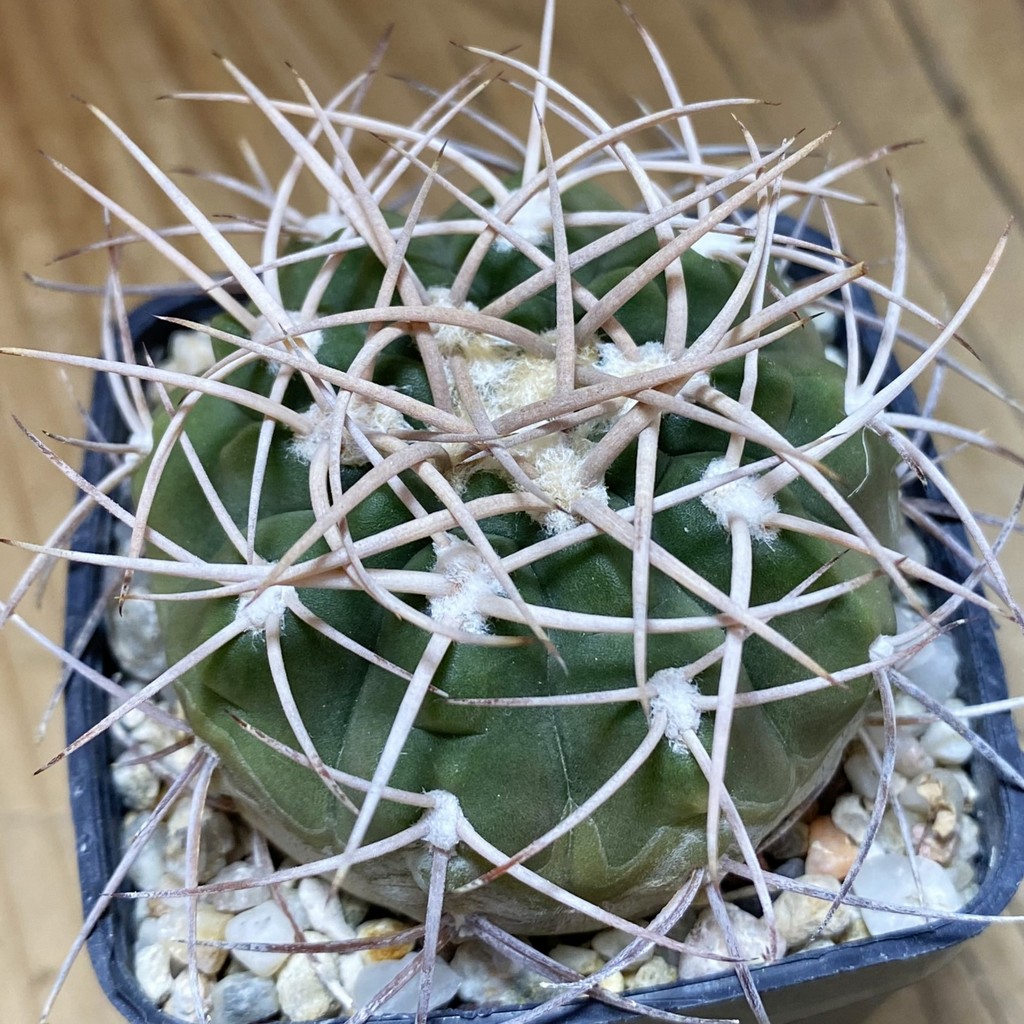SH26903 Gymnocalycium catamarcense, 6 years old