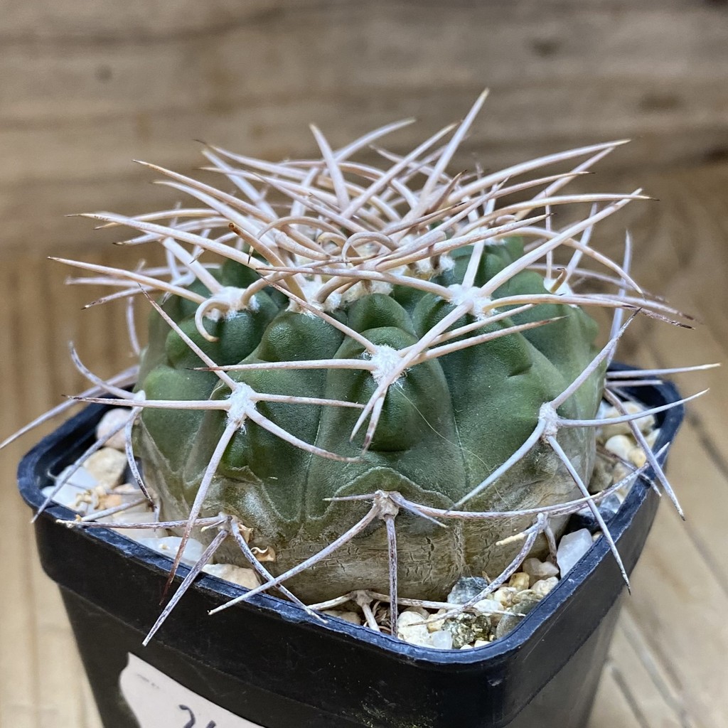 SH26903 Gymnocalycium catamarcense, 6 years old - Image 2
