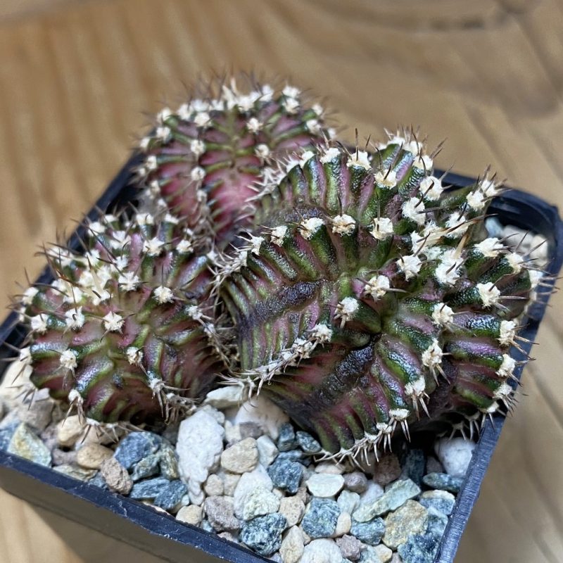 SH26904 Gymnocalycium mihanovichii ‘T-Rex’
