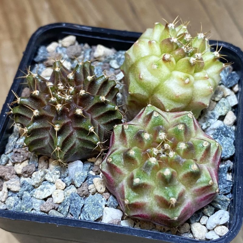 SH26905 Gymnocalycium mihanovichii ‘Neon’ hybrid, seedling mix