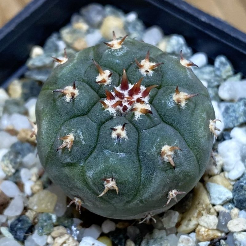 SH26906 Gymnocalycium spegazzinii v. unguispinum SL 443, seedling