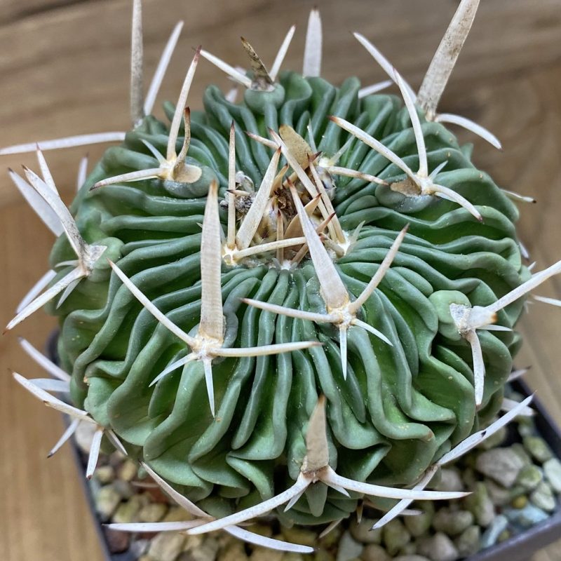 SH26882 Echinofossulocactus phyllacanthus, 8 years old