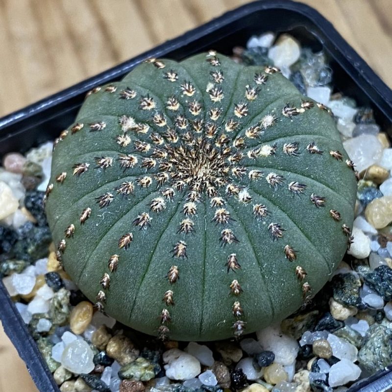 SH26907 Frailea asterioides