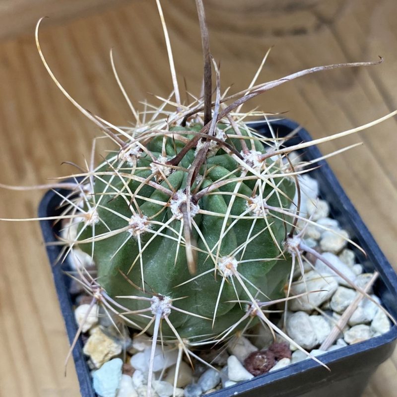 SH26908 Lobivia ferox