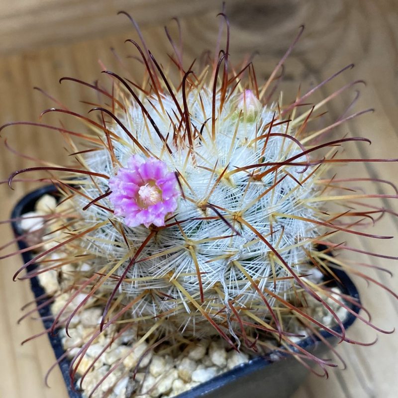 SH26909 Mammillaria bombycina