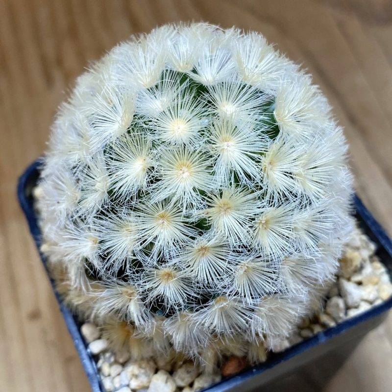 SH26910 Mammillaria carmenae