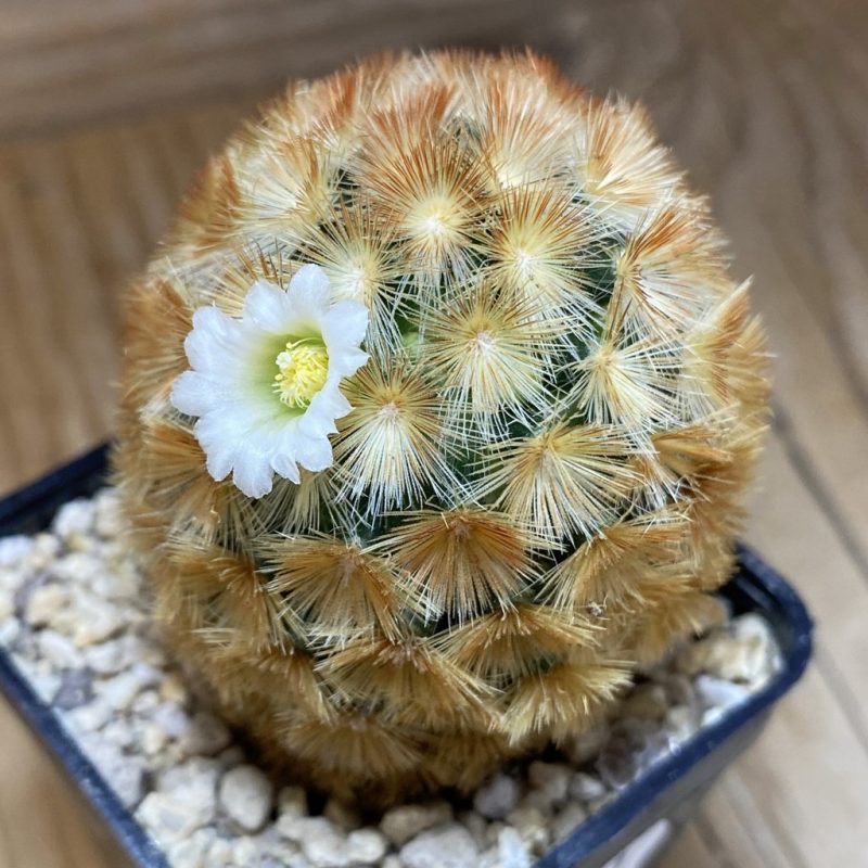 SH26911 Mammillaria carmenae