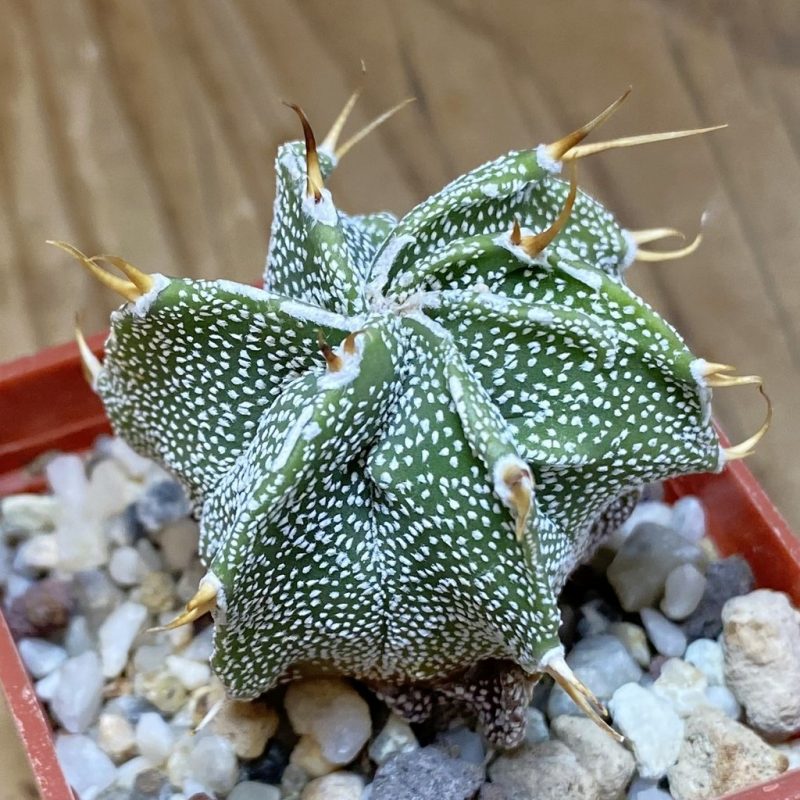 SH26912 Astrophytum ornatum hybrid