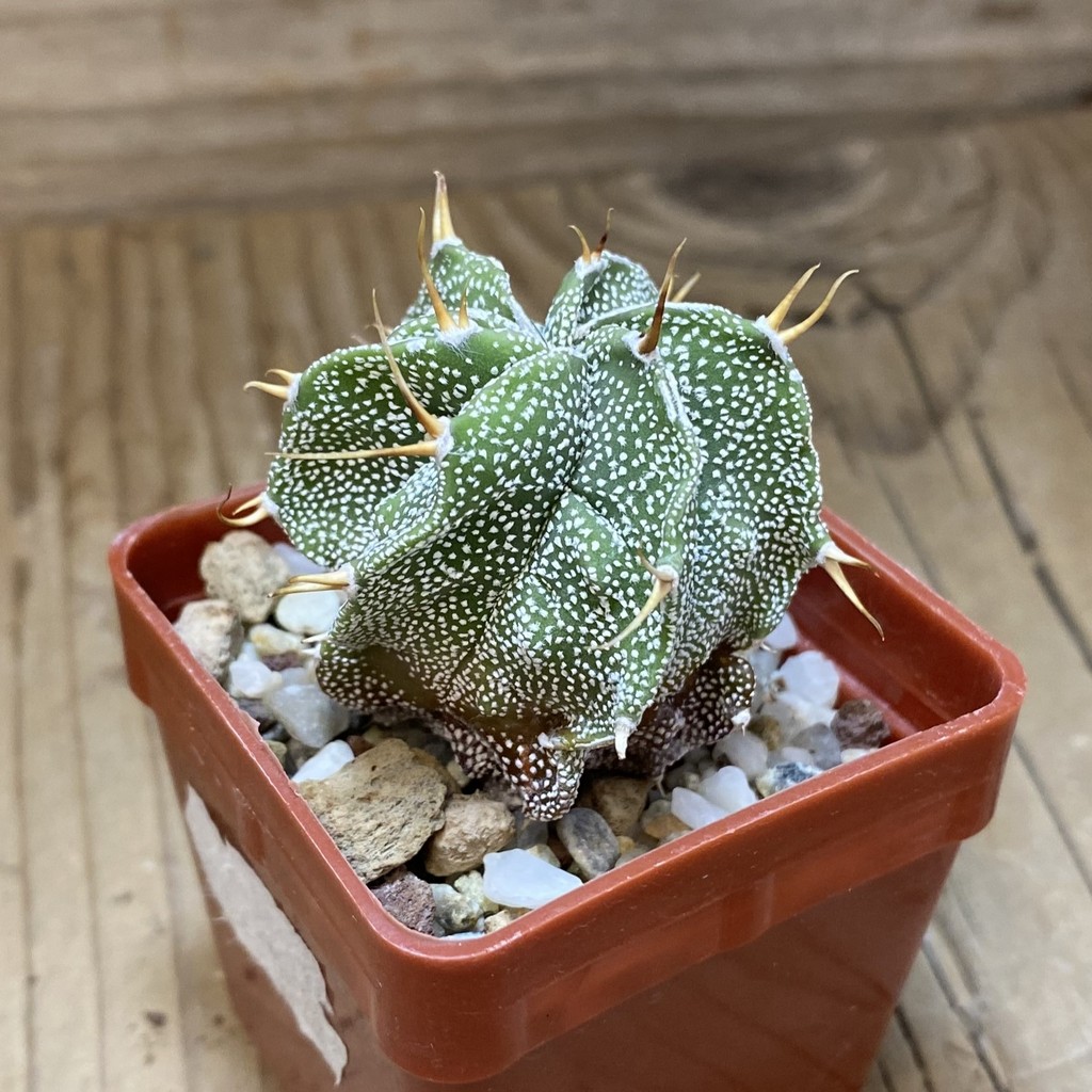 SH26912 Astrophytum ornatum hybrid - Image 2