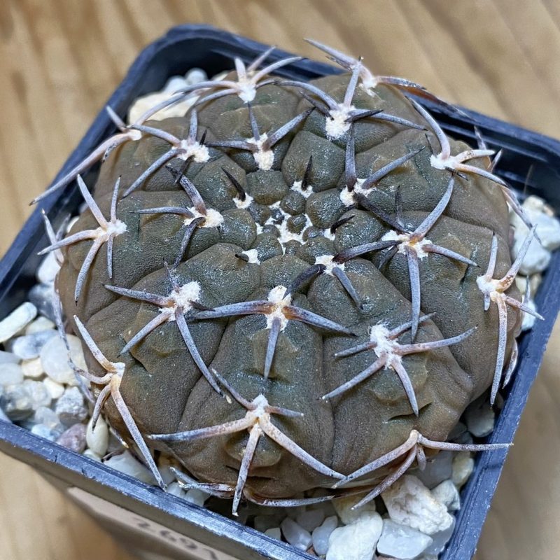 SH26913 Gymnocalycium riojense v. paucispinum, 7 years old