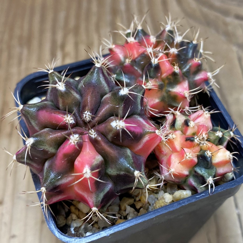 SH12793 Gymnocalycium mihanovichii f. variegata, 3 plants seedling