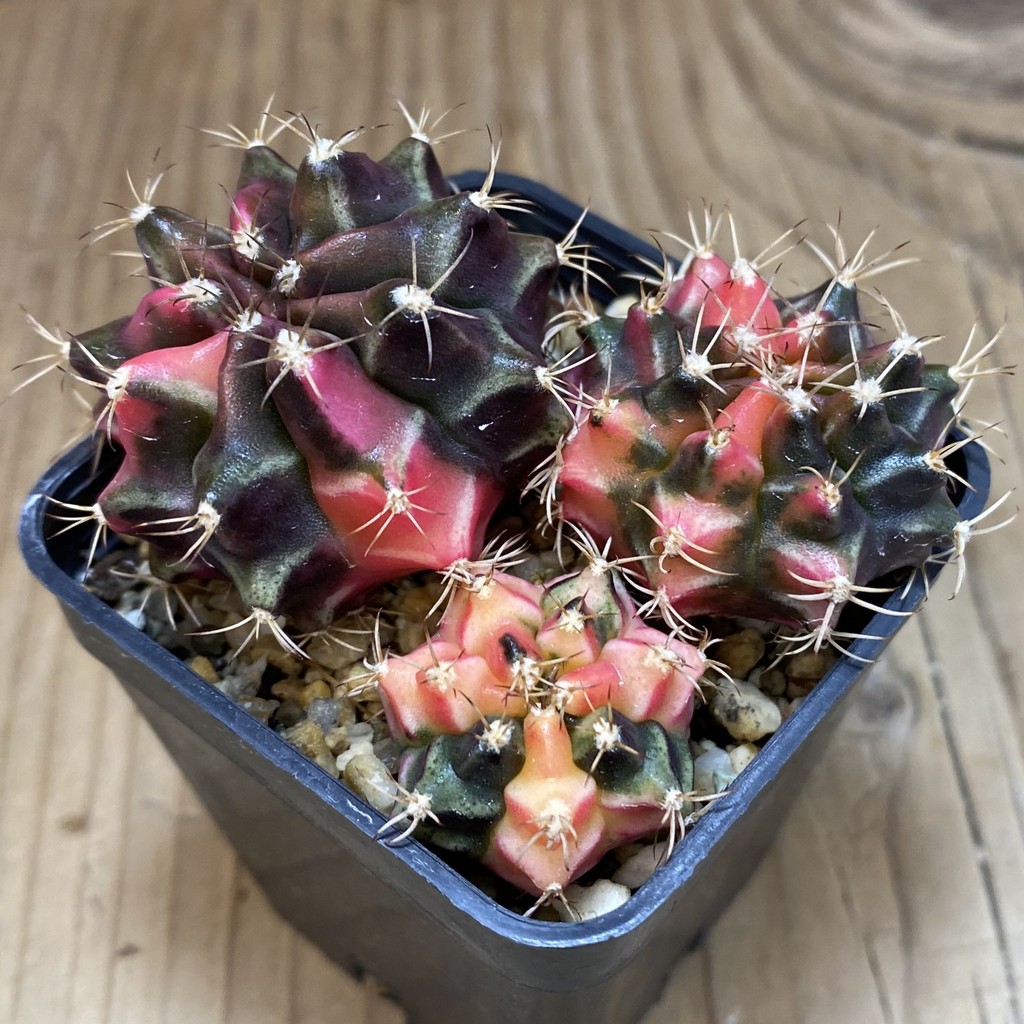SH12793 Gymnocalycium mihanovichii f. variegata, 3 plants seedling - 画像 (2)