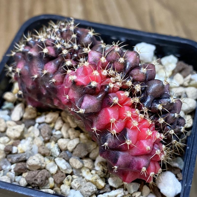 SH19537 Gymnocalycium mihanovichii 'T-Rex' f. variegata cristata