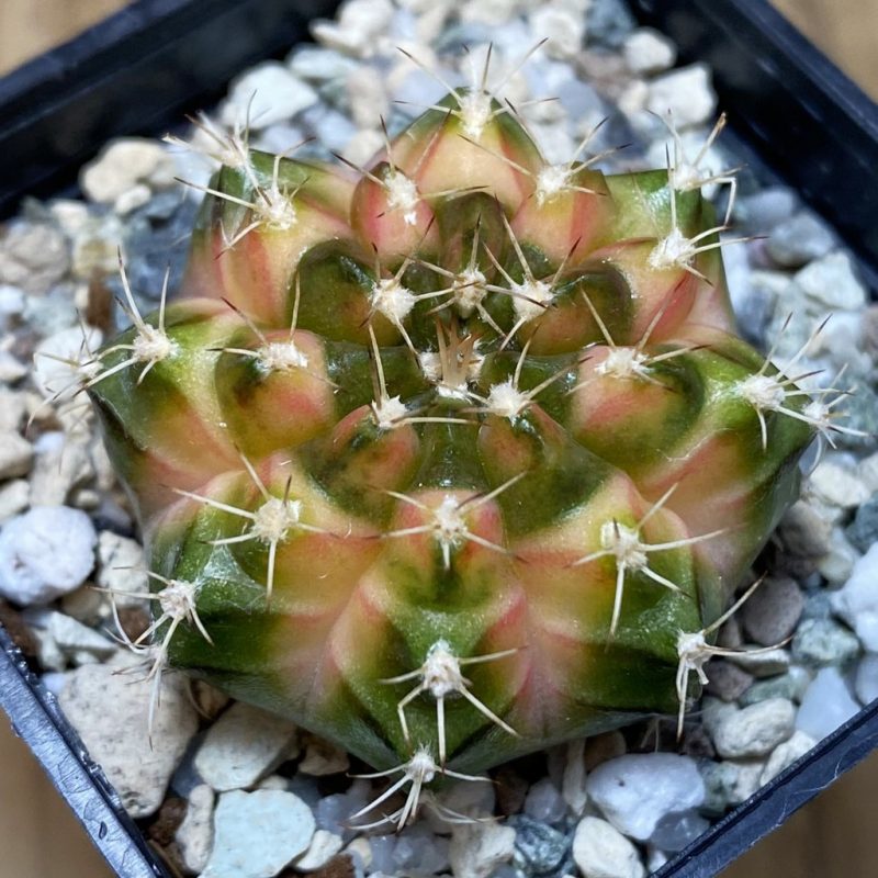 SH21463 Gymnocalycium mihanovichii ‘Neon’ hybrid