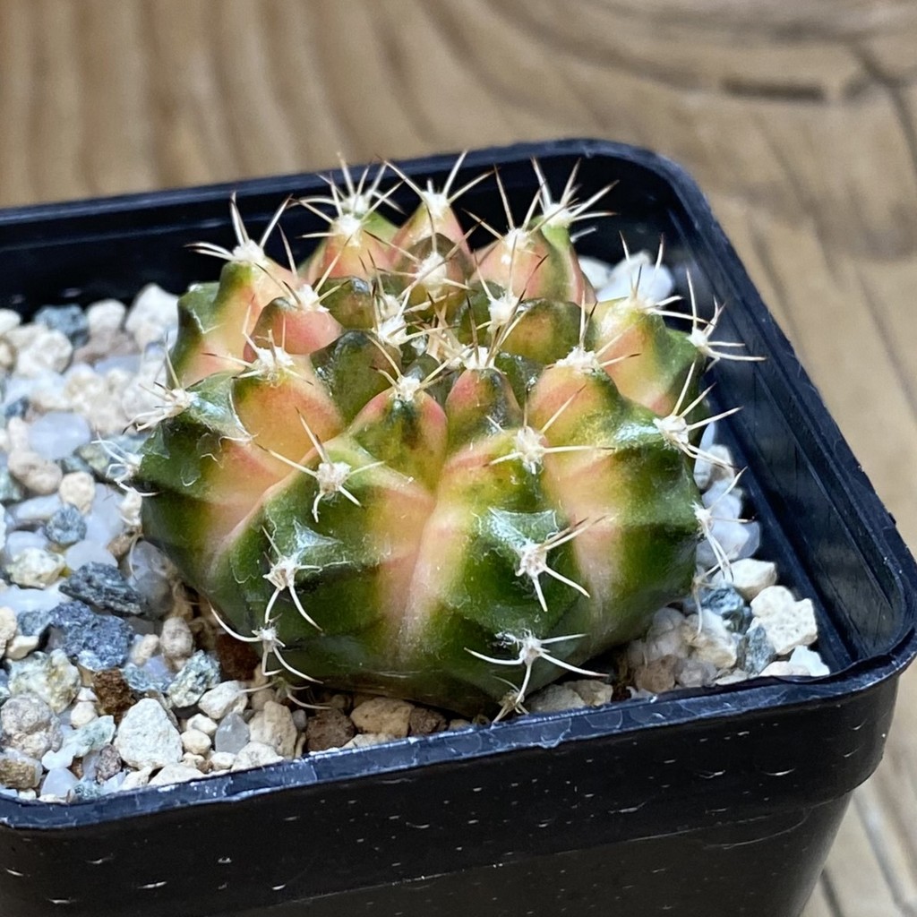 SH21463 Gymnocalycium mihanovichii ‘Neon’ hybrid - Image 2