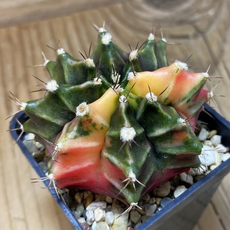 SH265 Gymnocalycium mihanovichii f. variegata, seedling