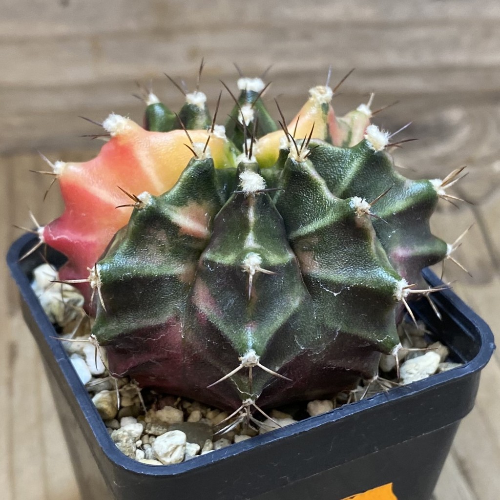 SH265 Gymnocalycium mihanovichii f. variegata, seedling - Image 2