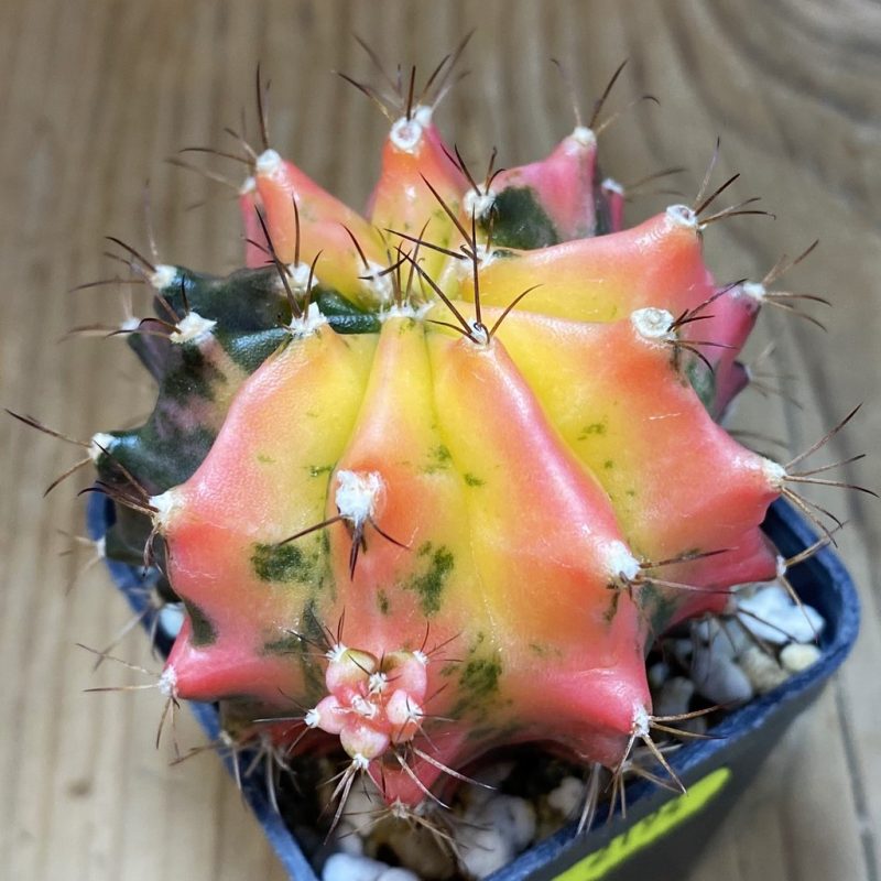 SH2194 Gymnocalycium mihanovichii f. variegata, seedling