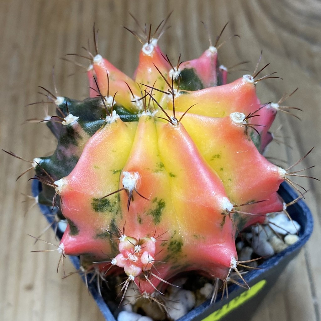 SH2194 Gymnocalycium mihanovichii f. variegata, seedling
