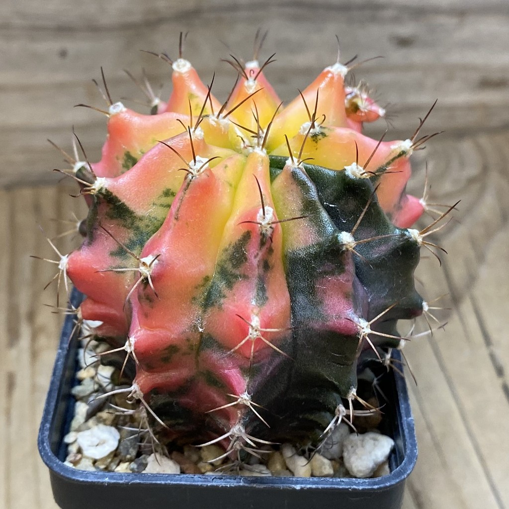 SH2194 Gymnocalycium mihanovichii f. variegata, seedling - Image 2