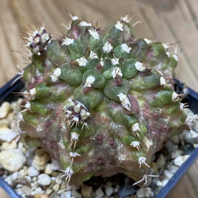 SH2184 Gymnocalycium mihanovichii T-rex hybrid, seedling