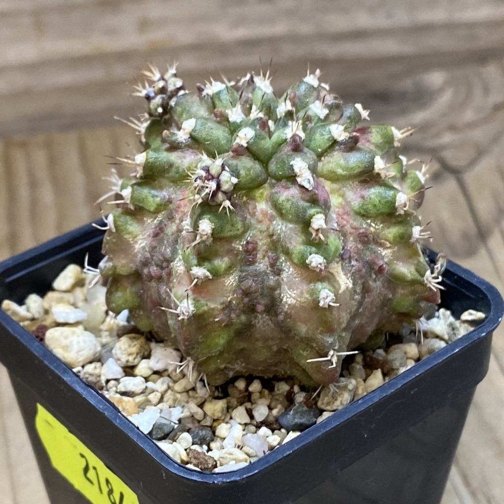 SH2184 Gymnocalycium mihanovichii T-rex hybrid, seedling - Image 2