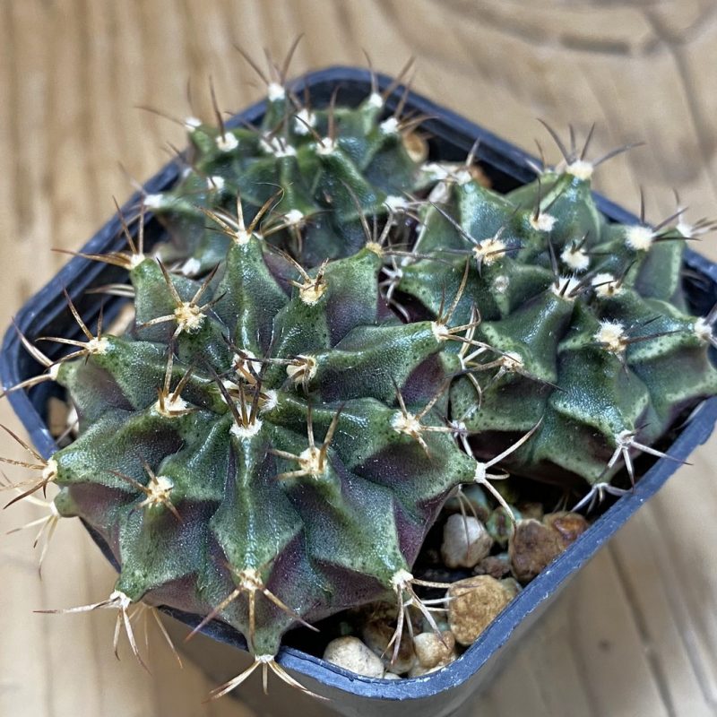 SH1350 Gymnocalycium mihanovichii hybrid mix