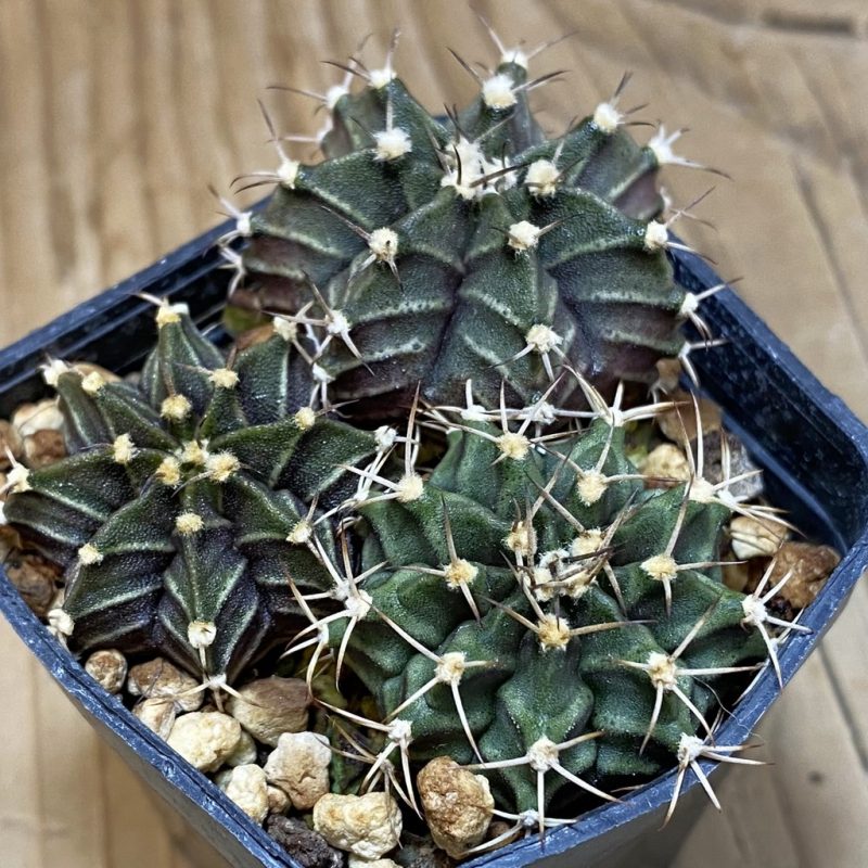 SH1352 Gymnocalycium mihanovichii hybrid mix