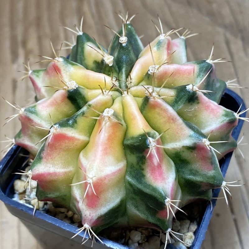 SH1296 Gymnocalycium mihanovichii f. variegata, seedling
