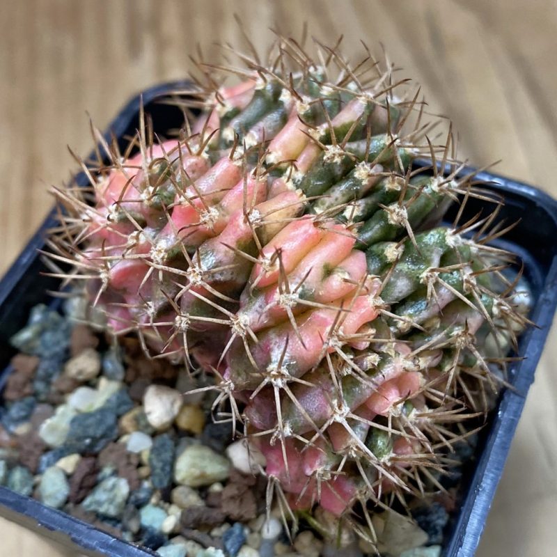 SH23621 Gymnocalycium mihanovichii variegata f. cristata