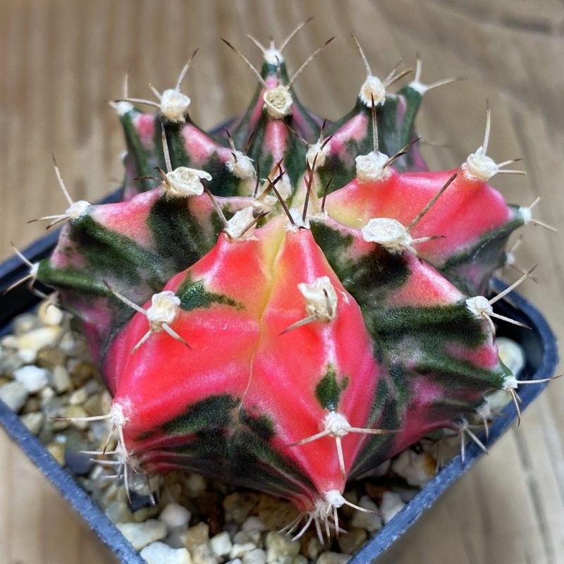 SH18009 Gymnocalycium mihanovichii f. variegata, seedling