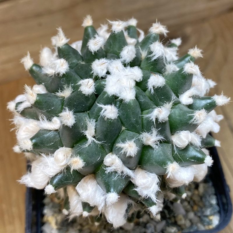 SH9249 Mammillaria bucareliensis ‘Erusamu’