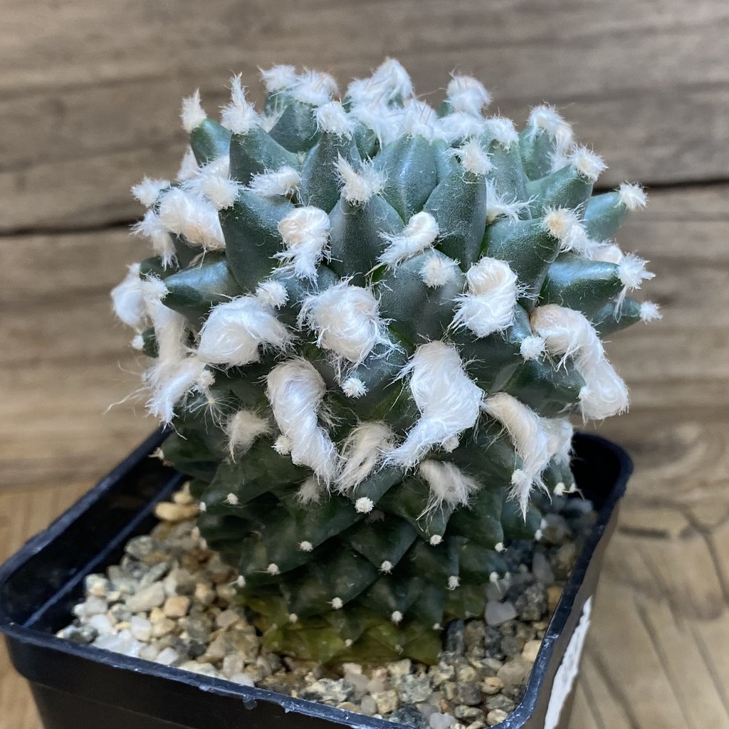 SH9249 Mammillaria bucareliensis ‘Erusamu’ - Image 2