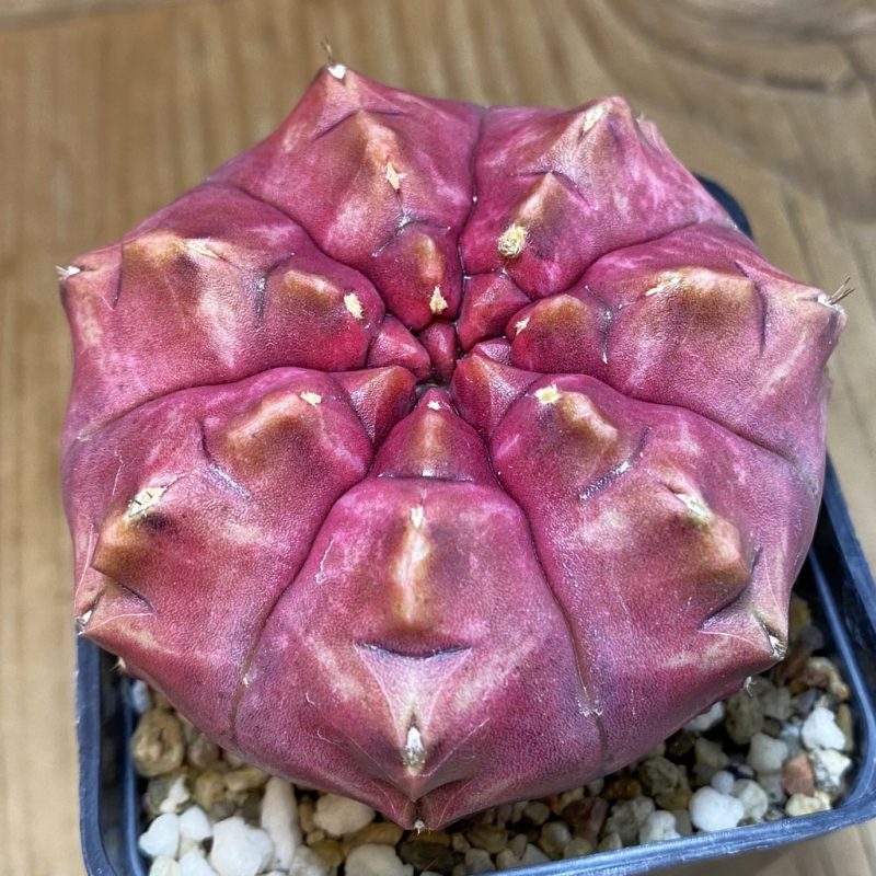 SH17959 Gymnocalycium mihanovichii 'Day Dream', seedling