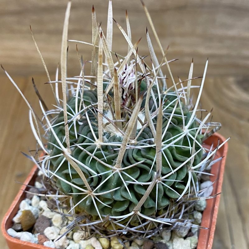 SH27140 Echinofossulocactus lloydii, 8 years old