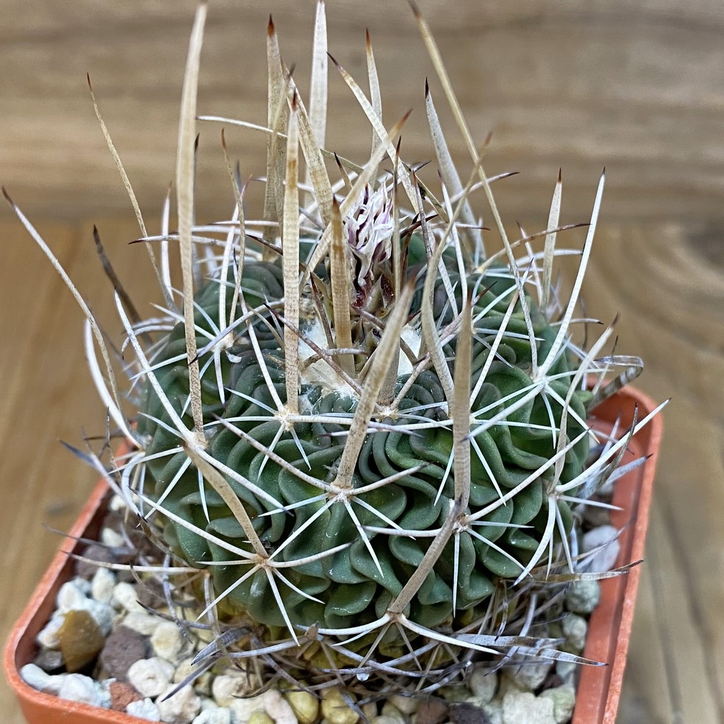 SH27140 Echinofossulocactus lloydii, 8 years old