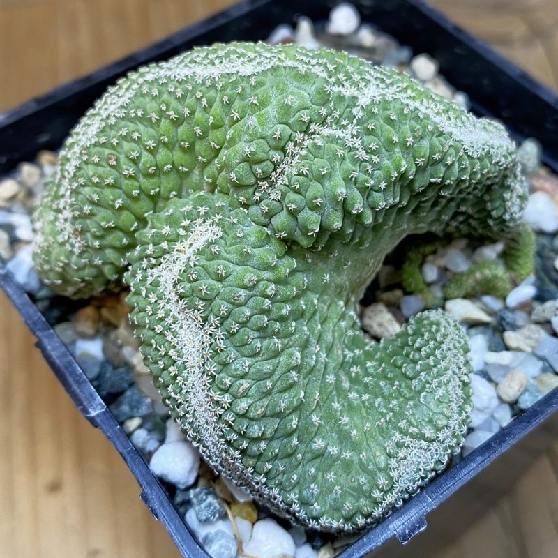 SH20034 Strombocactus disciformis f. cristata, own roots