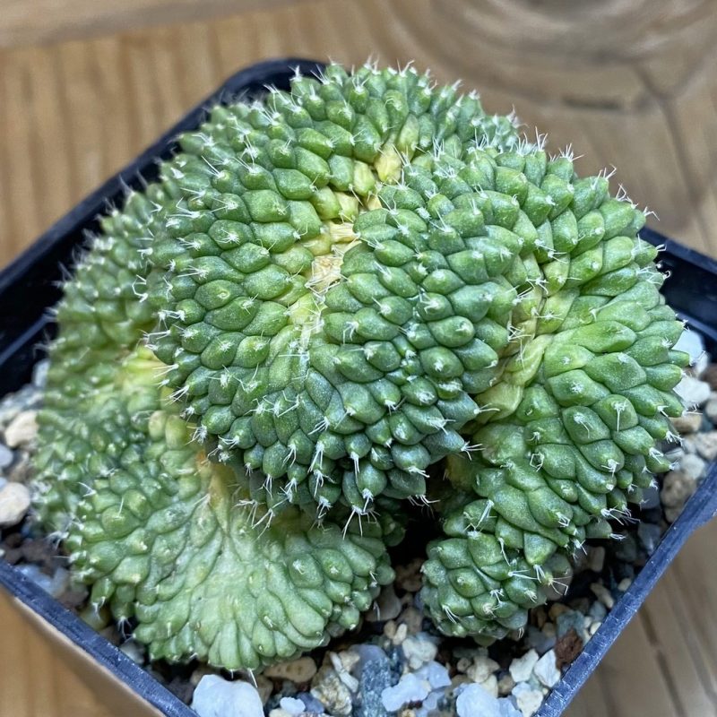 SH20057 Mammillaria bucareliensis f. cristata