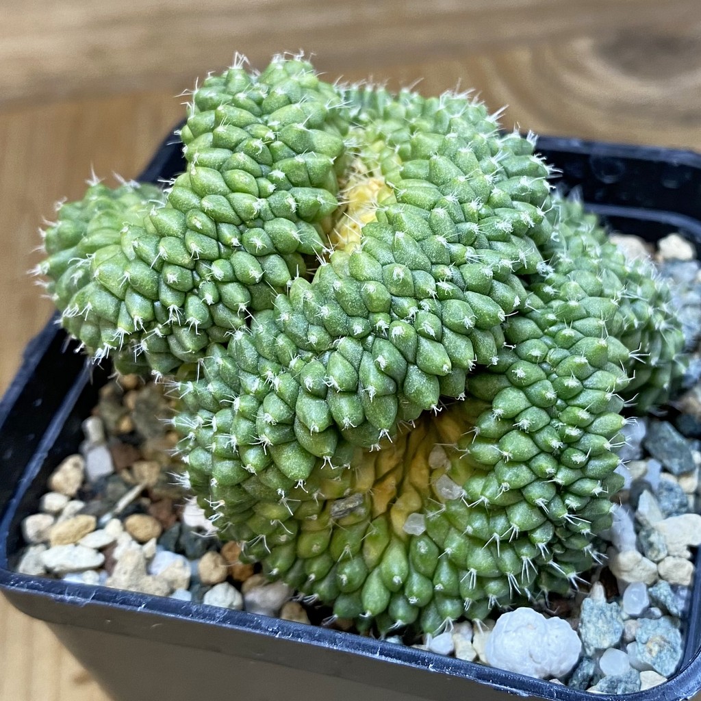 SH20057 Mammillaria bucareliensis f. cristata - Image 2