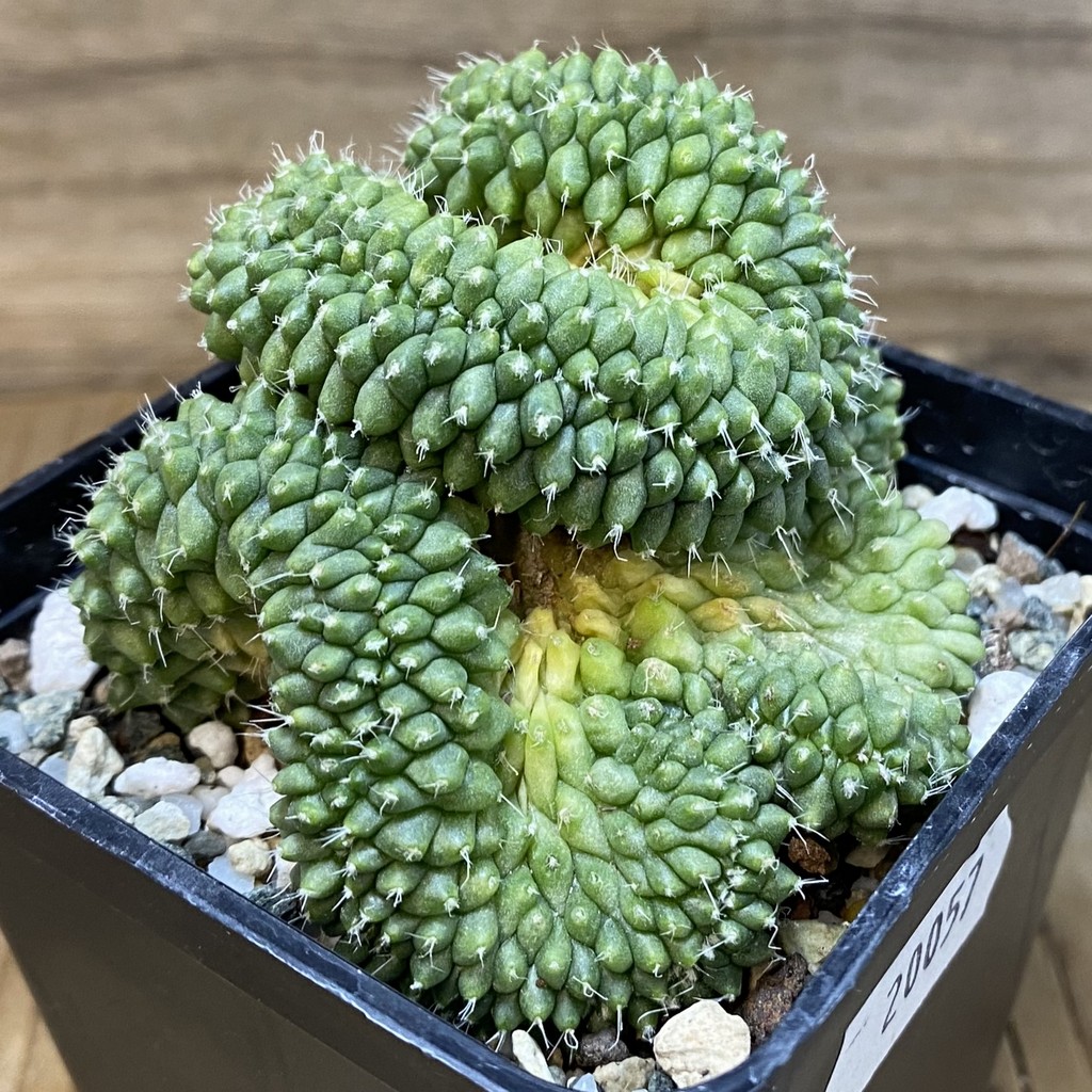 SH20057 Mammillaria bucareliensis f. cristata - Image 3