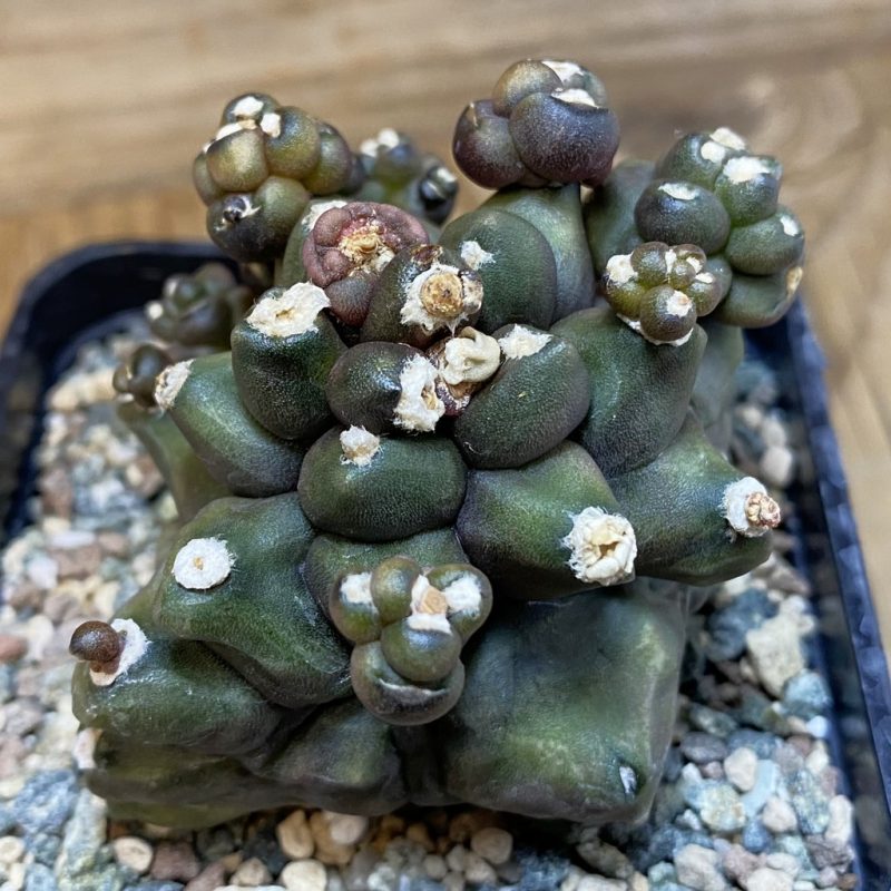 SH23641 Gymnocalycium mihanovichii 'Transformer'