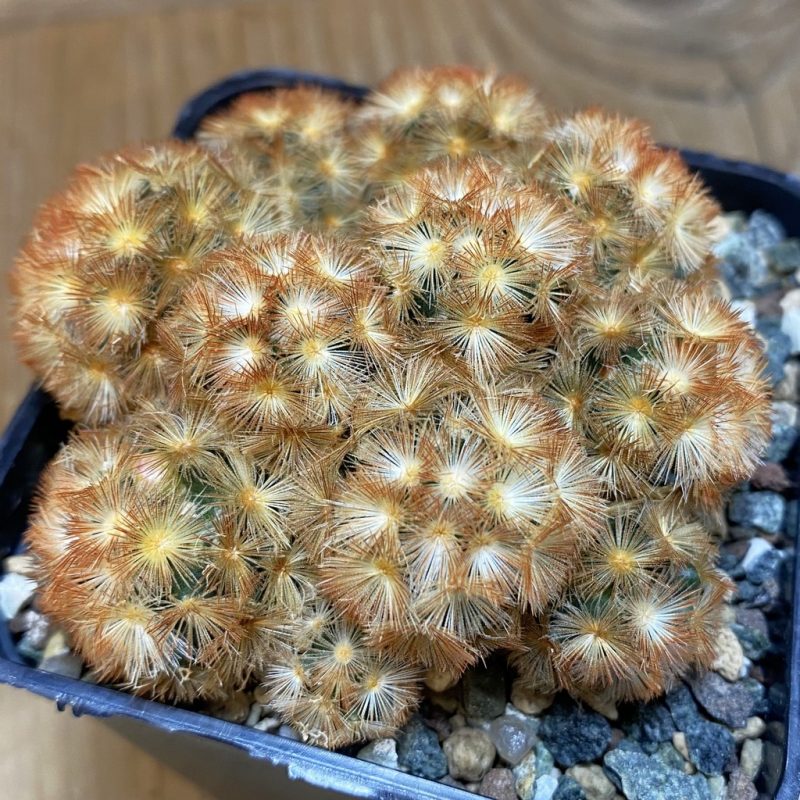 SH23699 Mammillaria carmenae ‘Buddha’ hybrid