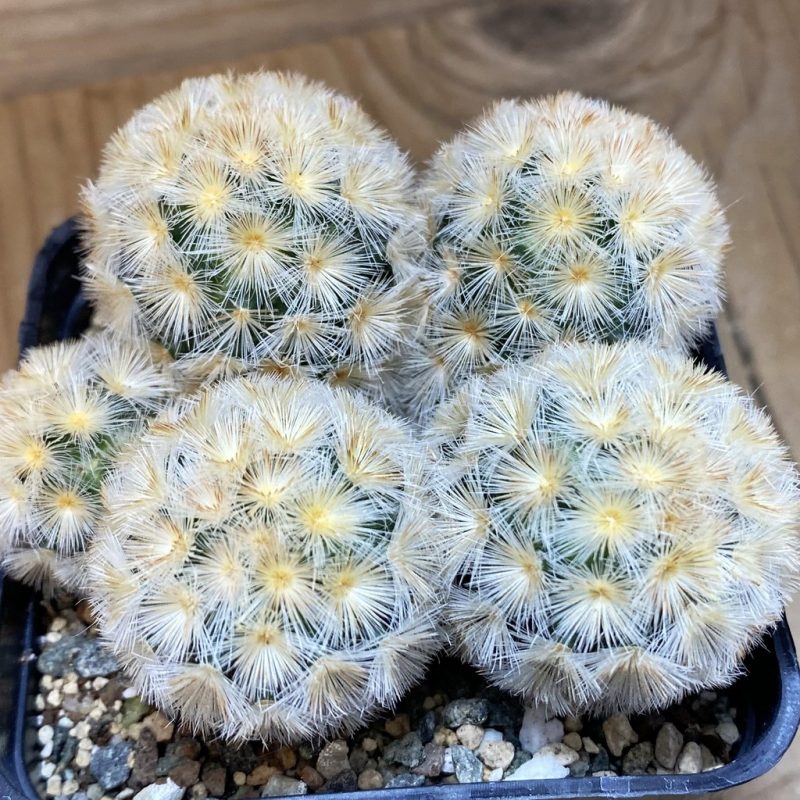 SH23922 Mammillaria carmenae ‘Buddha’ hybrid