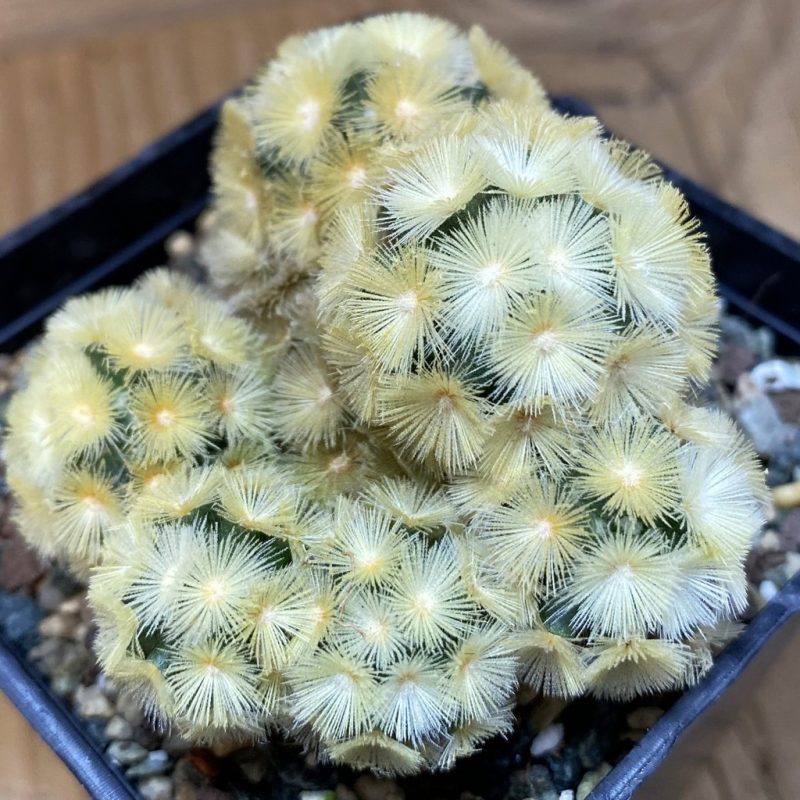 SH23701 Mammillaria carmenae ‘Buddha’ hybrid