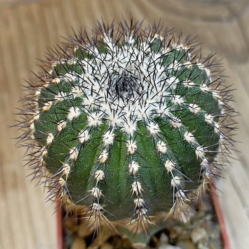 SH1373 Uebelmannia pectinifera v. crebispina R81, grafted